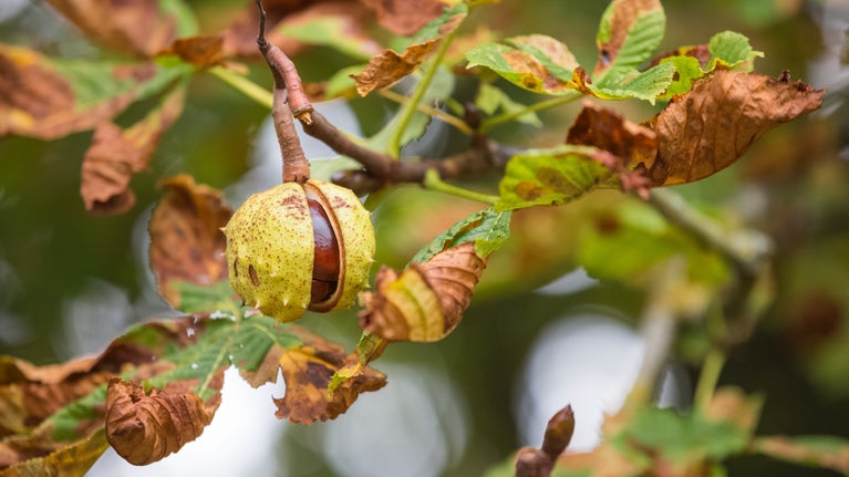 Conkers emerging on a horse chestnut tree at Lytes Cary Manor, Somerset